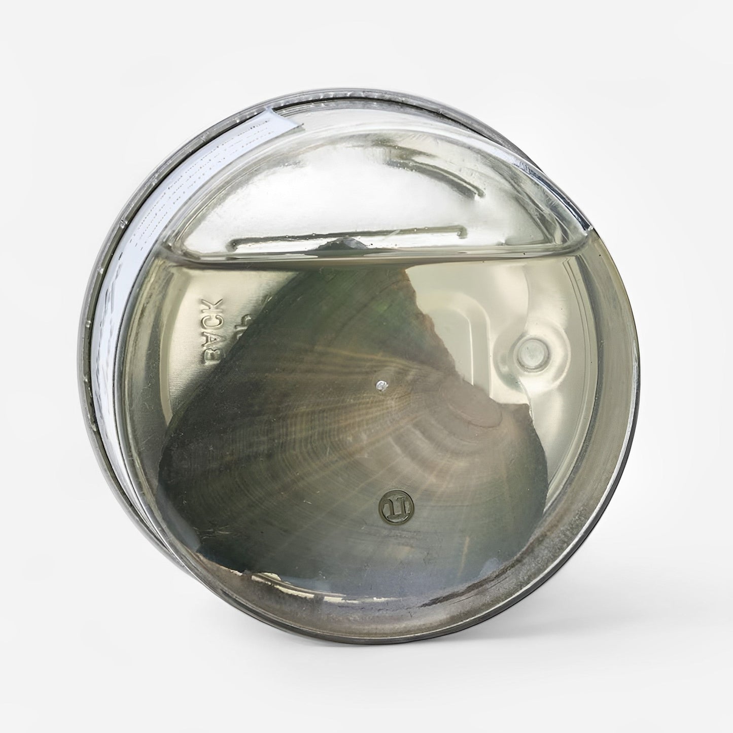 Secret of the Sea Pendant – Genuine Oyster &amp; Pearl 🦪